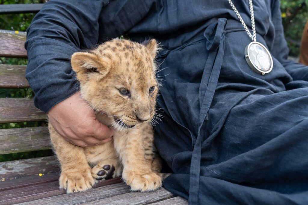 Митрополит Марк познакомился с новорожденным львенком в Ряжском зоопарке