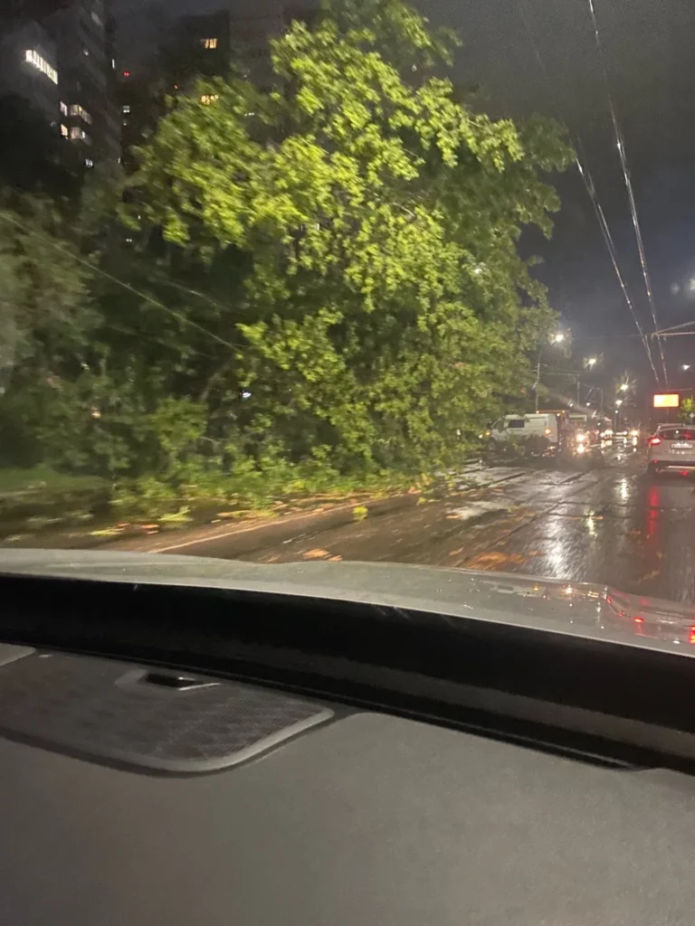 На Касимовском шоссе из-за упавшего дерева остановились троллейбусы