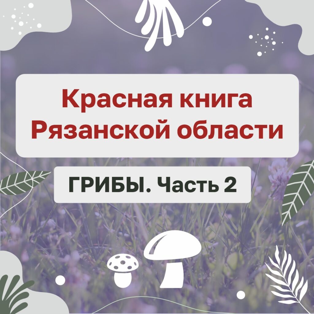 Эти грибы собирать запрещено! Они занесены в Красную книгу