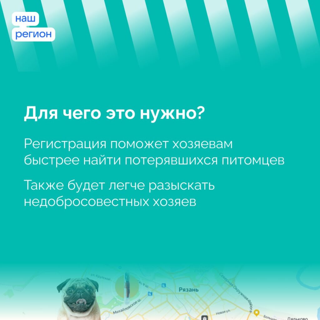 Регистрация собак в Рязани обязательна: всё, что нужно знать владельцам