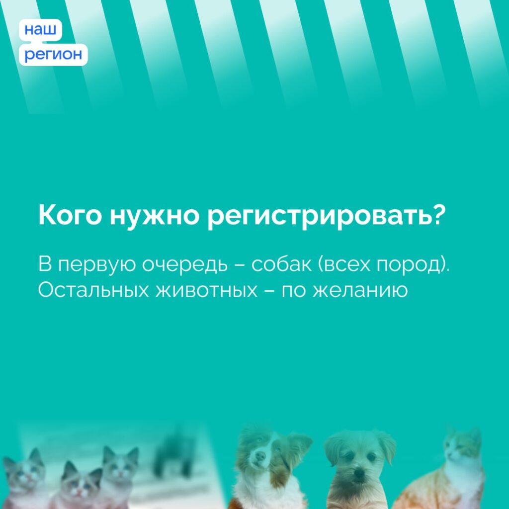 Регистрация собак в Рязани обязательна: всё, что нужно знать владельцам