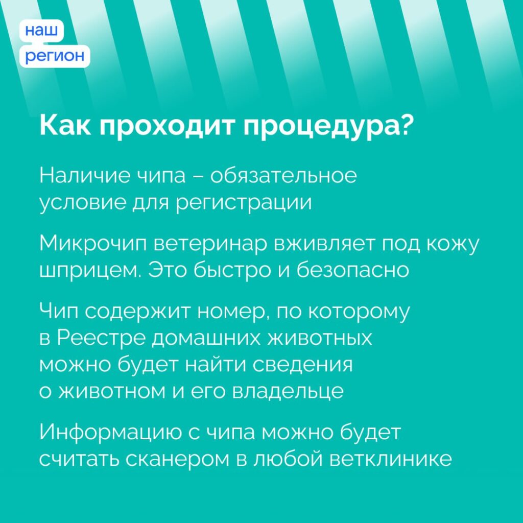 Регистрация собак в Рязани обязательна: всё, что нужно знать владельцам