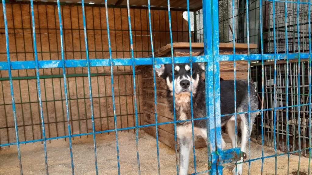 Приют для собак в Рязани переехал на новое место Приют для собак в Рязани переехал на новое место Мэрия города отмечает, что новый приют более просторный.