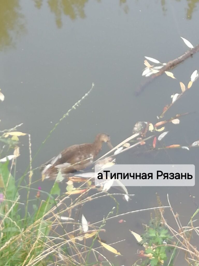 В Рязани снова обнаружили мертвых уток