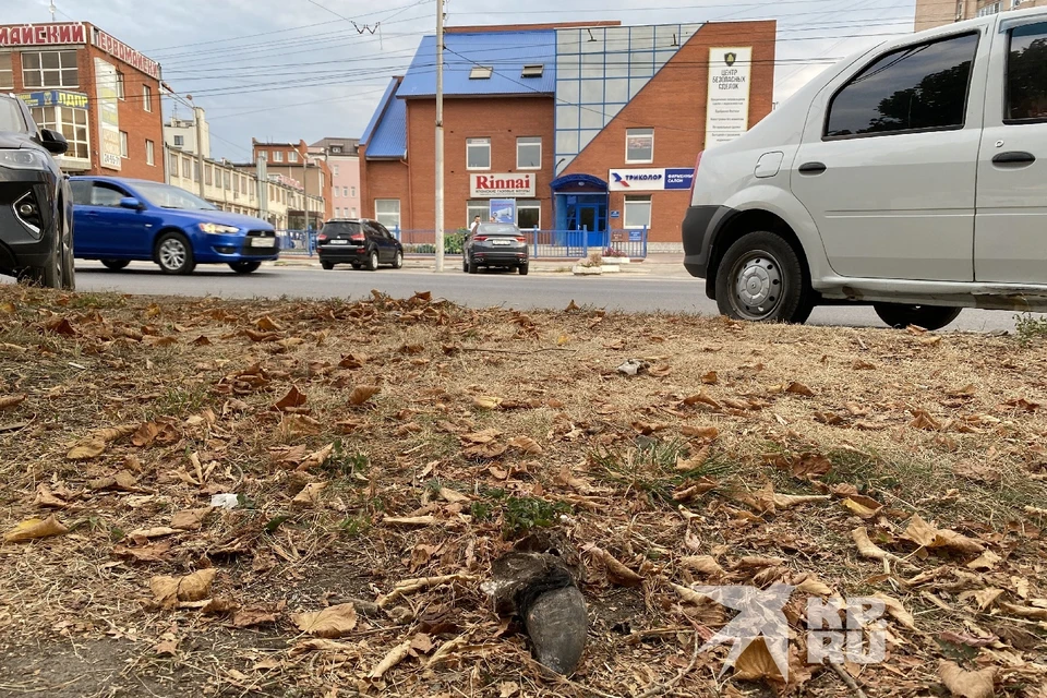 Рязанцы стали замечать в центре города разбросанные коровьи рога Рязанцы стали замечать в центре города разбросанные коровьи рога Это не первый случай в Рязани.