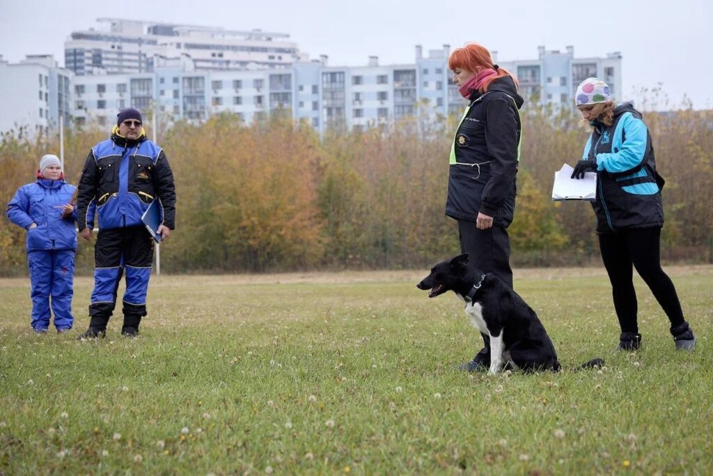 В Рязани прошёл чемпионат области по спортивно-прикладному собаководству