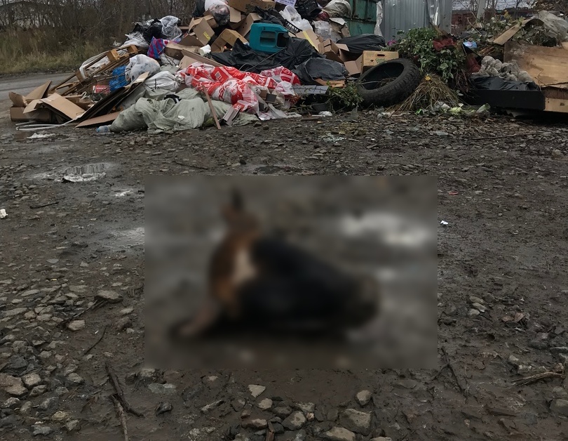 В Рыбном кто-то выбросил на помойку отрубленную голову коровы Жуткую находку сделали на улице Свердлова.