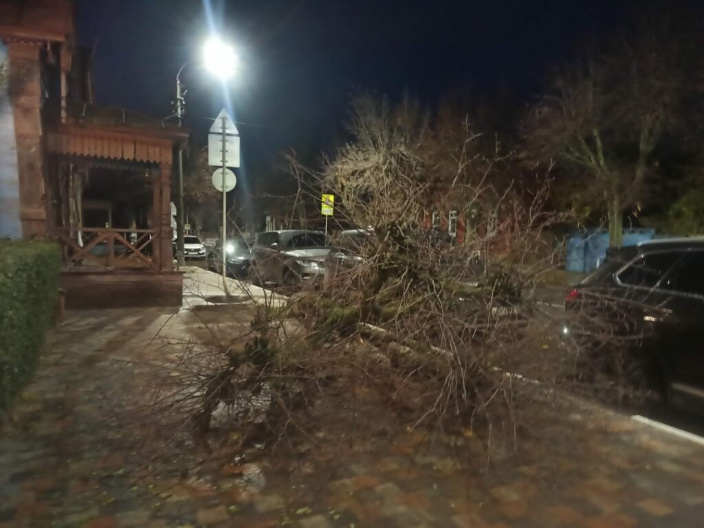 В центре Рязани рухнуло дерево