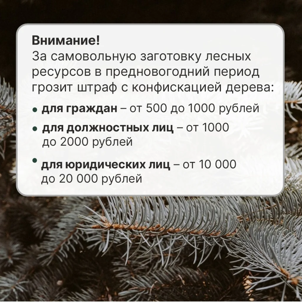 Рязанцам напомнили о главном «предновогоднем» штрафе до 700 тысяч рублей Рязанцам напомнили о главном «предновогоднем» штрафе до 700 тысяч рублей Серьёзная финансовая ответственность грозит тем, кто отправится в лес за живой ёлкой.