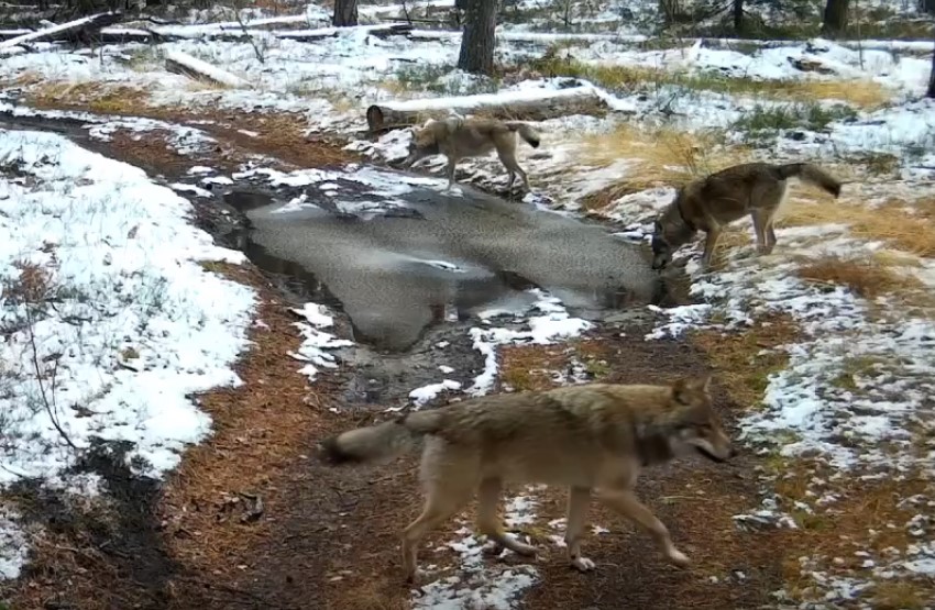 окский заповедник фотоловушка