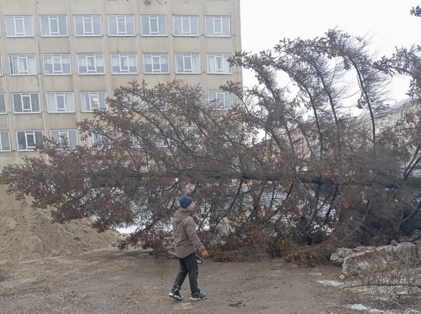 На территории рязанского театра кукол высадят березы, сосны, липы и сирень На месте срубленных елей, которые болели, по проекту благоустройства появится новые зеленые насаждения.