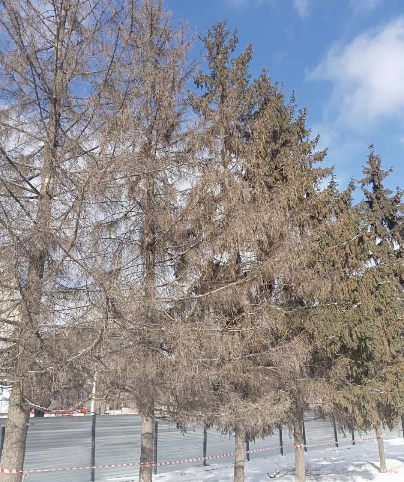 На территории рязанского театра кукол высадят березы, сосны, липы и сирень На месте срубленных елей, которые болели, по проекту благоустройства появится новые зеленые насаждения.