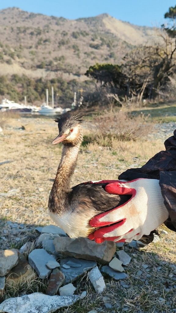 Рязанка спасала птиц от мазута в Анапе Рязанка спасала птиц от мазута в Анапе Сейчас мазут мелкими каплями плещется в море, лежит слоями в песке. Все волнуются, что потепление поднимет на поверхность те слои, которые оказались на дне, тогда по-новой нужна будет помощь.