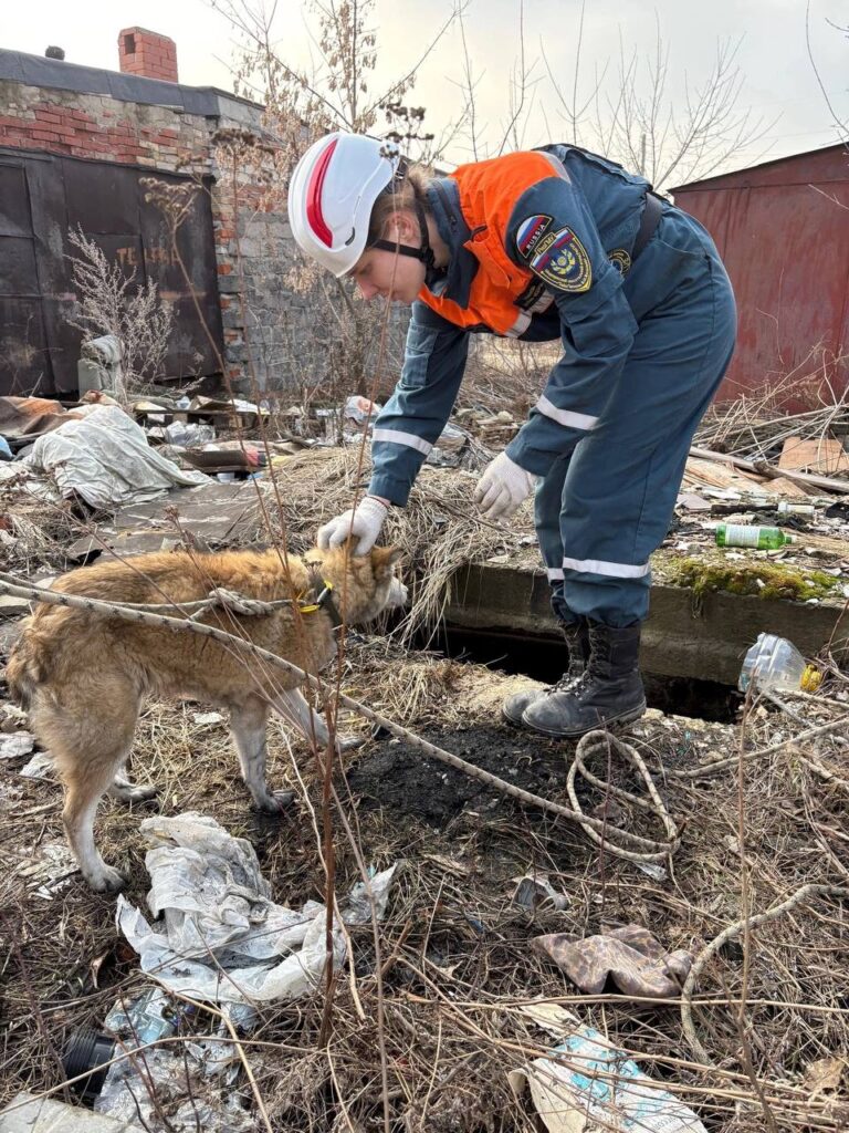 Волонтеры спасли собаку, провалившуюся в вырытую траншею в Рязани Волонтеры спасли собаку, провалившуюся в вырытую траншею в Рязани В центр поступила просьба о помощи в благоустройстве территории от Рязанского областного клинического госпиталя для ветеранов воин.
