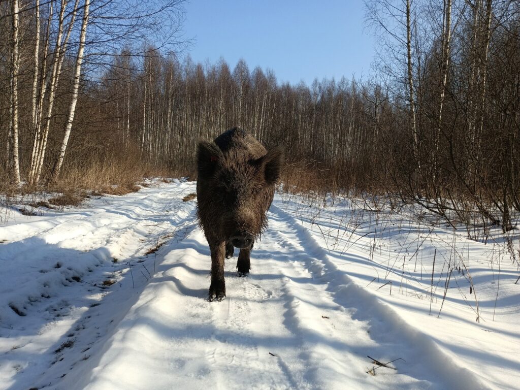 Кабаны Окского заповедника отпраздновали Международный день свиньи Некоторые кабаны Окского заповедника всю зиму пользовались довольствием и водили охотников за нос. И в последний вечер охотничьего сезона 28 февраля один из кабанов сделал правильный выбор: вместо того чтобы идти на подкормку, решил посетить чесальное дерево.