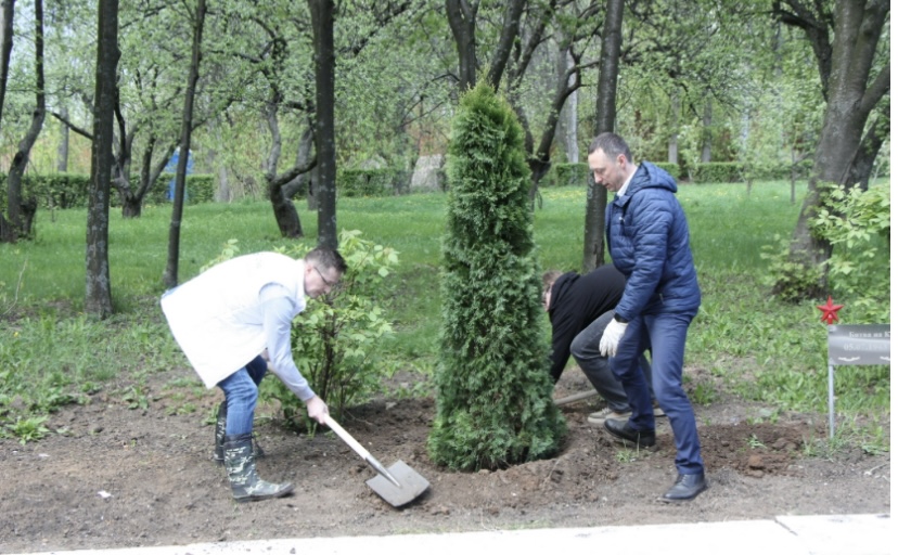 В Мемориальном парке высадили туи Высадка прошла в рамках озеленения парка как части проводимого там капитального ремонта мемориала.