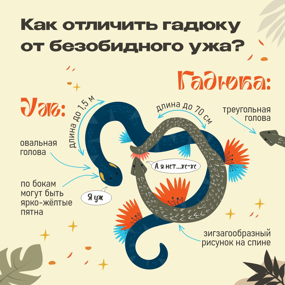 Рязанцев предупредили о ядовитой гадюки, которая проснулась в области Рязанцев предупредили о ядовитой гадюки, которая проснулась в области Длина тела ужа до 1,5 м, в то время как гадюка достигает до 70 см в длину. У гадюки треугольная форма головы и зигзагообразный рисунок на спине.
