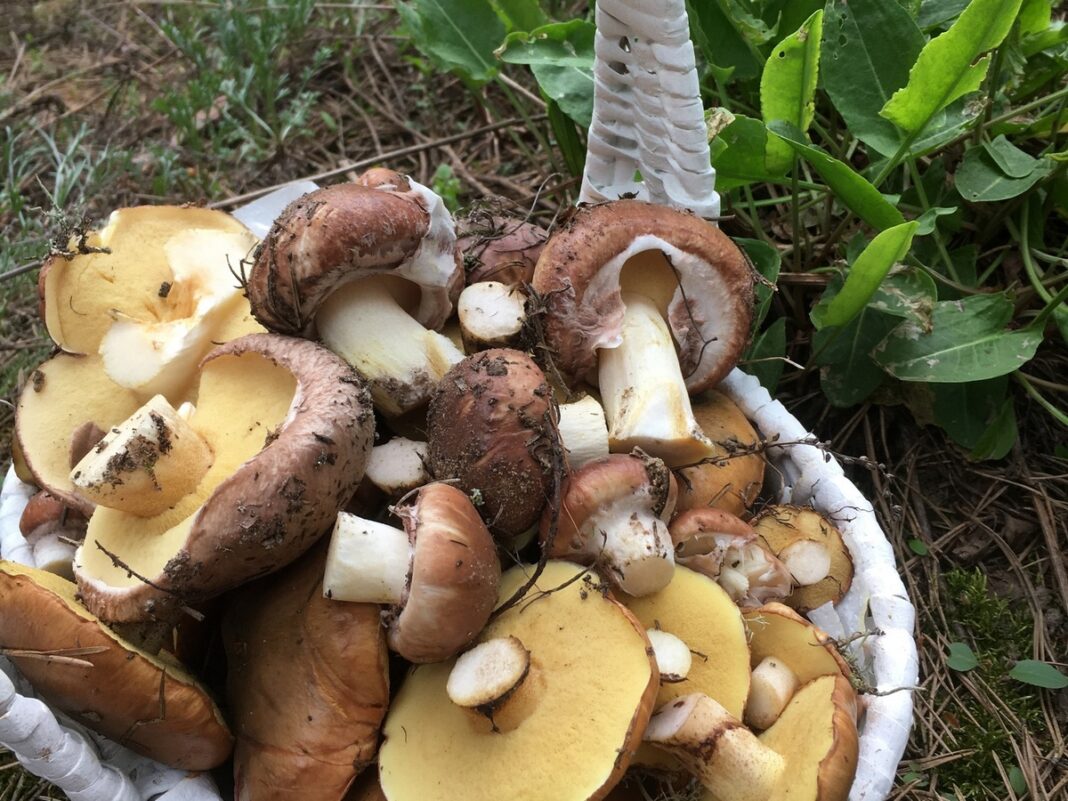 грибы в лесу