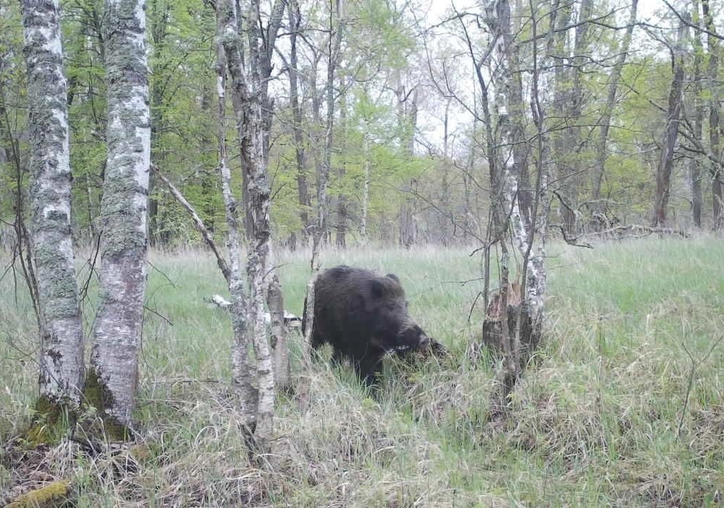 Крайне редкое фото сделала фотоловушка Окского заповедника Фотоловушка также поймала одновременно зайца-беляка и черного аиста. Это достаточно редкое фото.