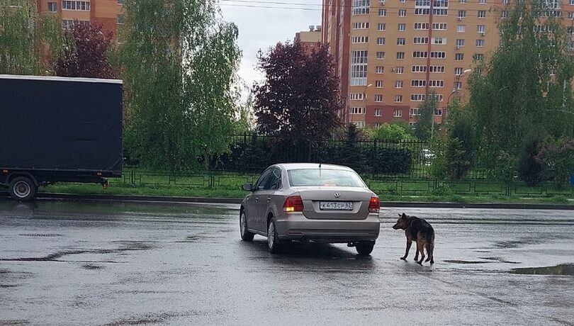 Собака бежала вслед за хозяйкой, которая выгнала ее из машины и оставила на улице Собака бежала вслед за хозяйкой, которая выгнала ее из машины и оставила на улице По словам очевидцев, женщина вышла из машины, выгнала из машины немецкую овчарку на дорогу и уехала. Собака бежала вслед за хозяйкой.