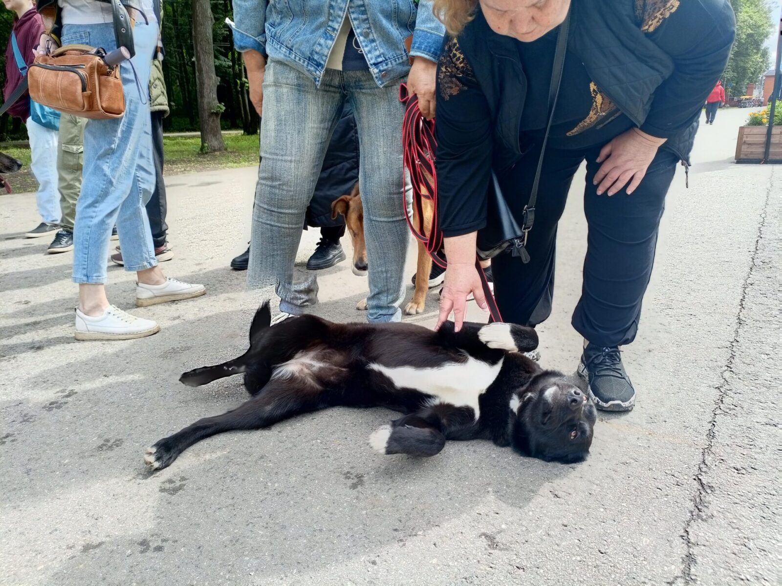 В Рязани прошла традиционная выставка «Пойдём домой», на которой животные обретают хозяев В Рязани прошла традиционная выставка «Пойдём домой», на которой животные обретают хозяев В этот день 14 животных обрели хозяев. Судьбаносная встреча ожидала в том числе корреспонденту 7info.