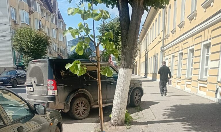 В Рязани погибли 15 деревьев, высаженных в прошлом году