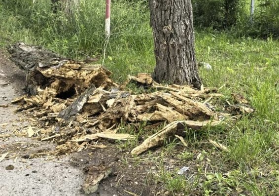 Сгнивший тополь упал на дорогу в Рязани Сгнивший тополь упал на дорогу в Рязани Экспертиза подтвердила, что деревья поражены гнилью и требуют срочной вырубки или обрезки. За это время тополя значительно выросли и создают серьёзную опасность для прохожих и транспортных средств.