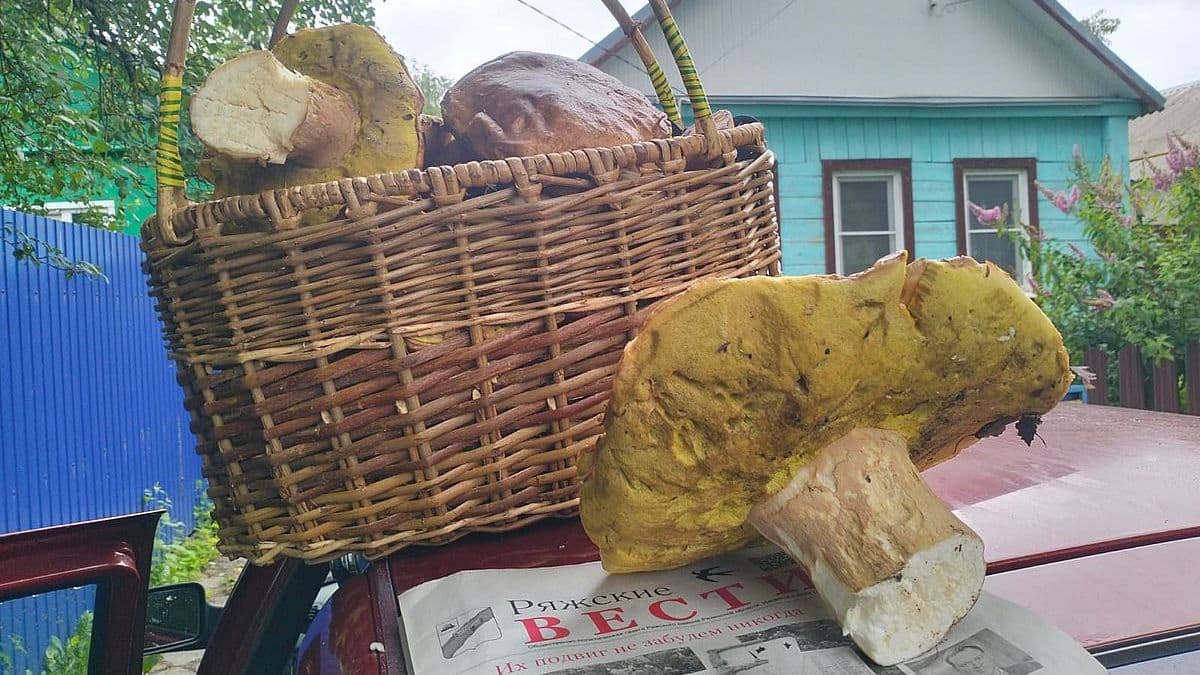 По 25 килограммов белых грибов собирают в Рязанской области Житель Ряжска Николай не нарадуется количеству грибов в рязанских лесах этим летом. Мужчина отмечает, что в большинстве собирает белые грибы. Место своего «улова» он не раскрывает.