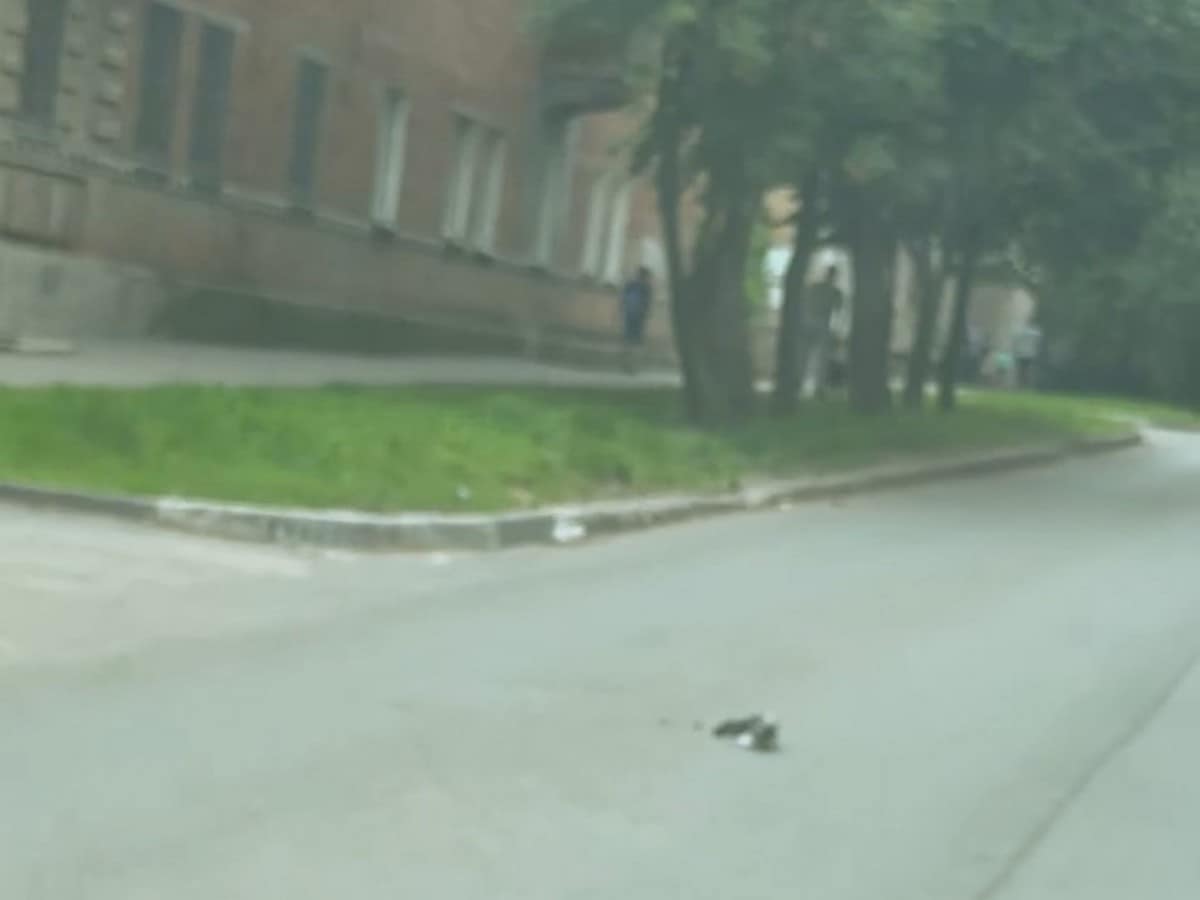 В Рязани лось пришёл к бывшему гипермаркету и умер Трагедия произошла утром в пятницу, 11 июля.