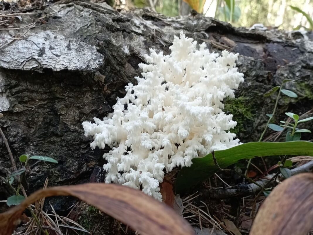 Ежовик коралловидный-min