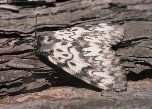 шелкопряд-монашенка