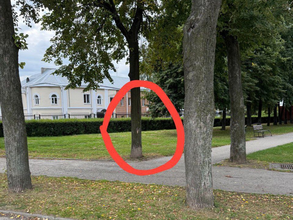 поселились шершни