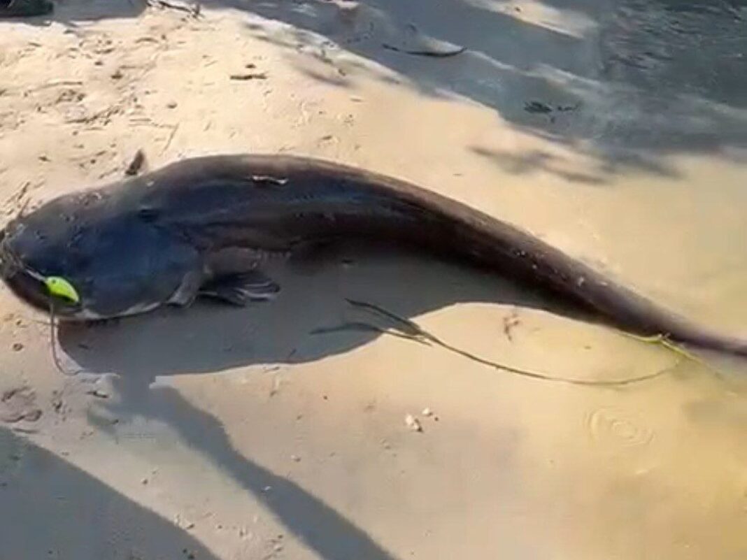в Рязанской области поймали огромного сома