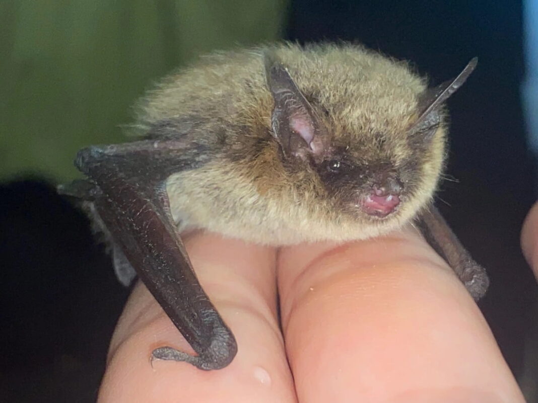 редкую летучую мышь обнаружили в Рязани-min