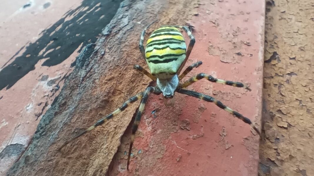 Рязанец встретил на участке огромного паука-min