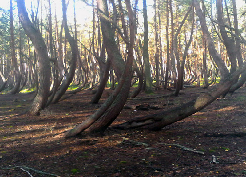 танцующий лес в Рязанской области