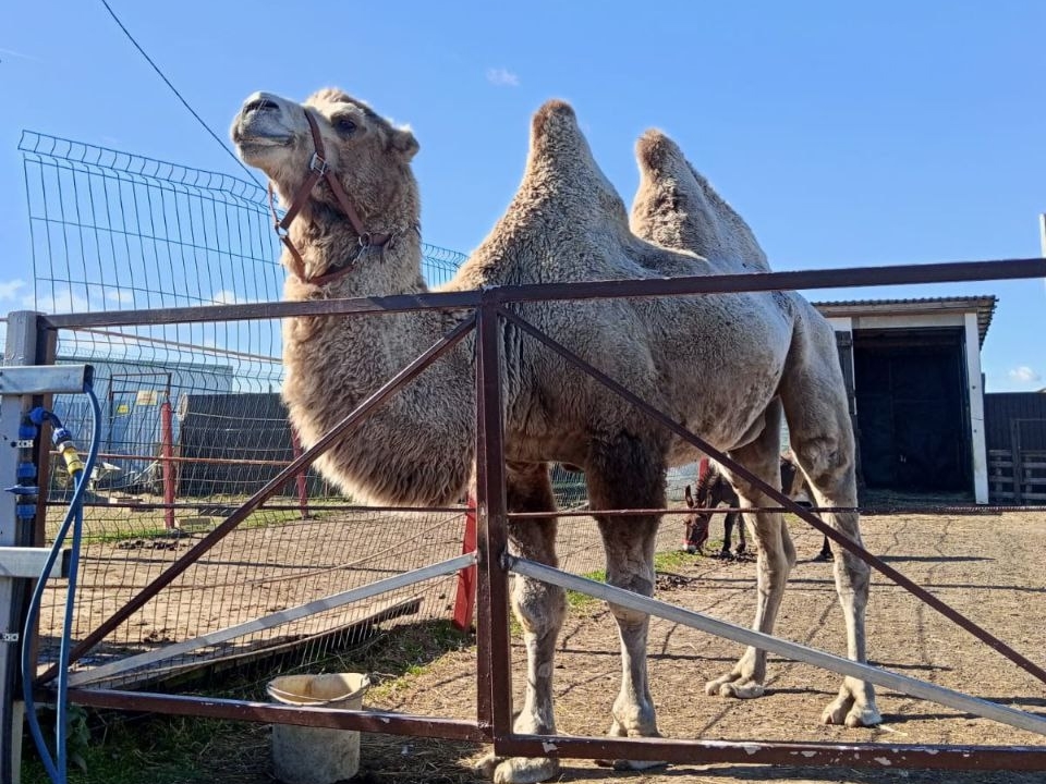 Верблюд Гордый