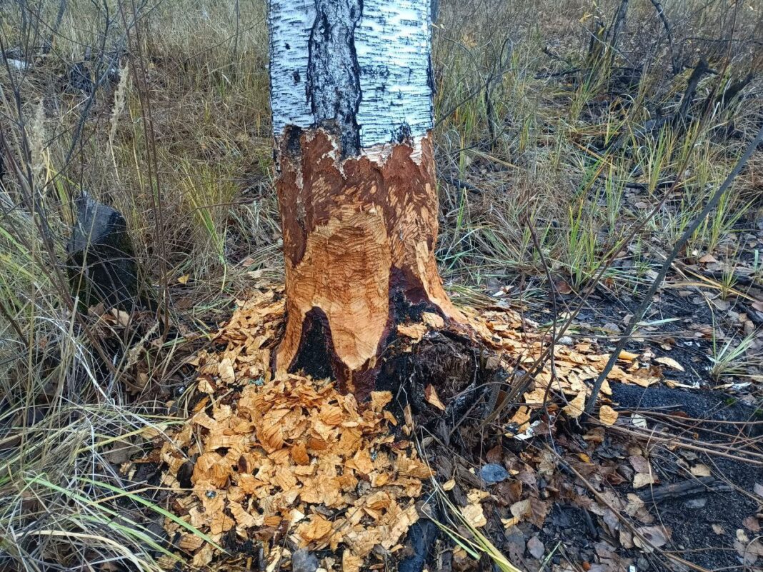 b43ad423-9f61-4c38-9a39-5cc11a0796ed