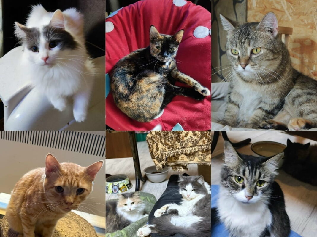 котикам нужны новые хозяева-min