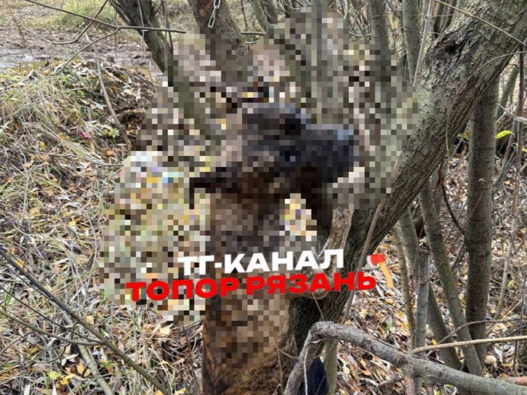 собаку повесили на дереве