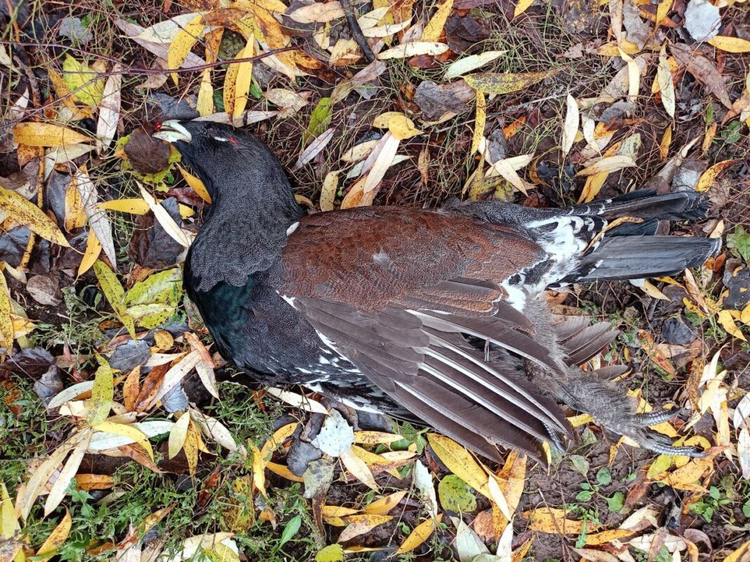 труп глухаря