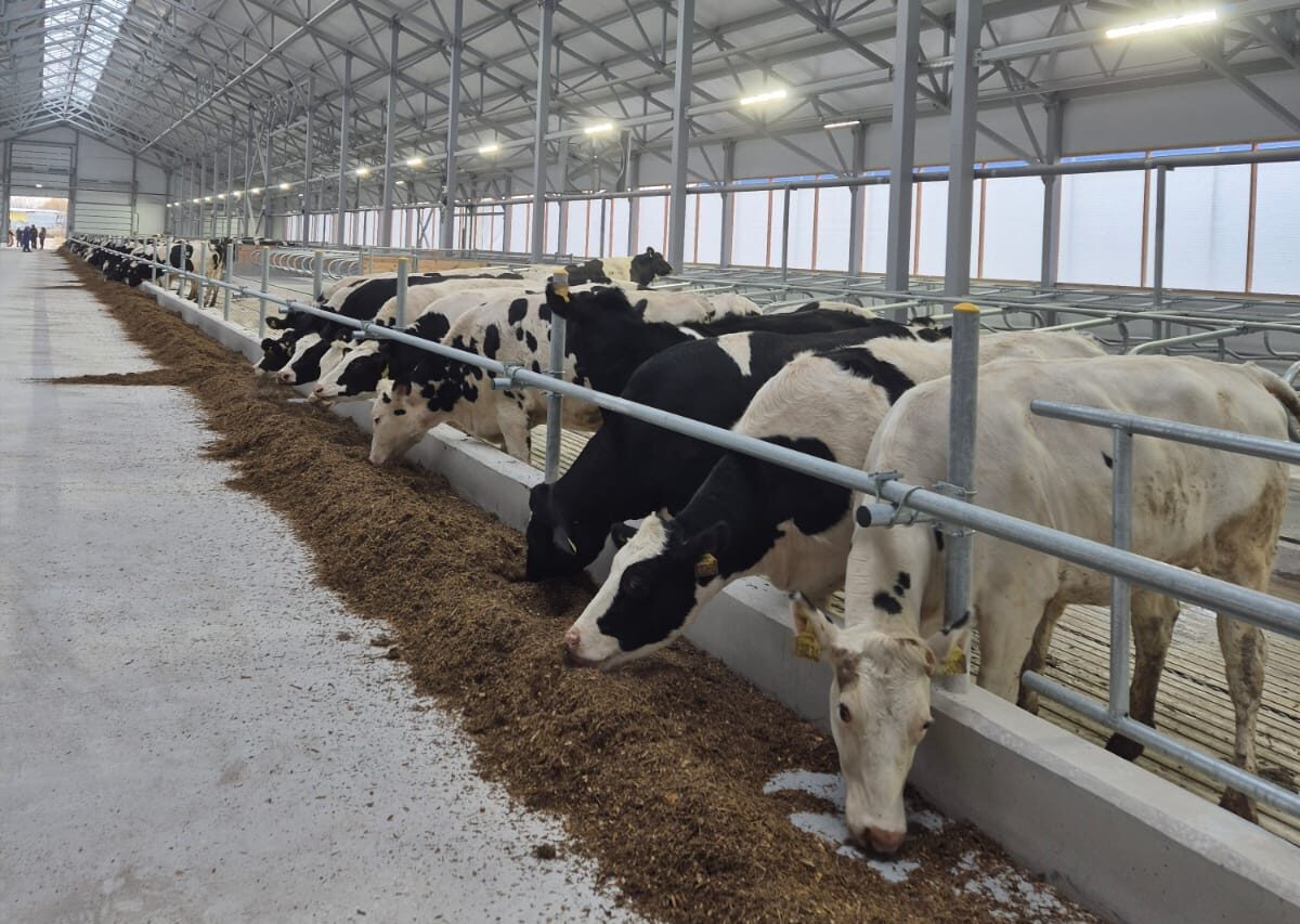 В Касимовском округе на племзаводе запущен новый блок молочной фермы В Касимовском округе на племзаводе запущен новый блок молочной фермы В конце октября ввели в эксплуатацию сухостойно-родильный блок на 560 голов крупного рогатого скота.