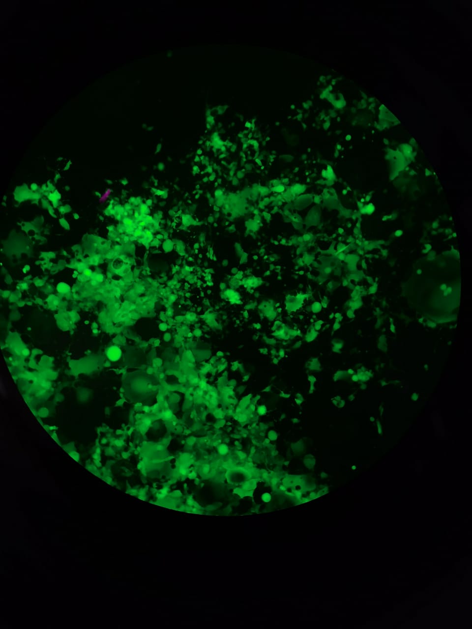 Учёный из Рязани Пелагея Ананьева исследует безопасность лекарственных комбинаций Её получают поддержку на федеральном уровне, но за строгими рамками науки скрывается человек, чья жизнь не умещается в лабораторные протоколы.