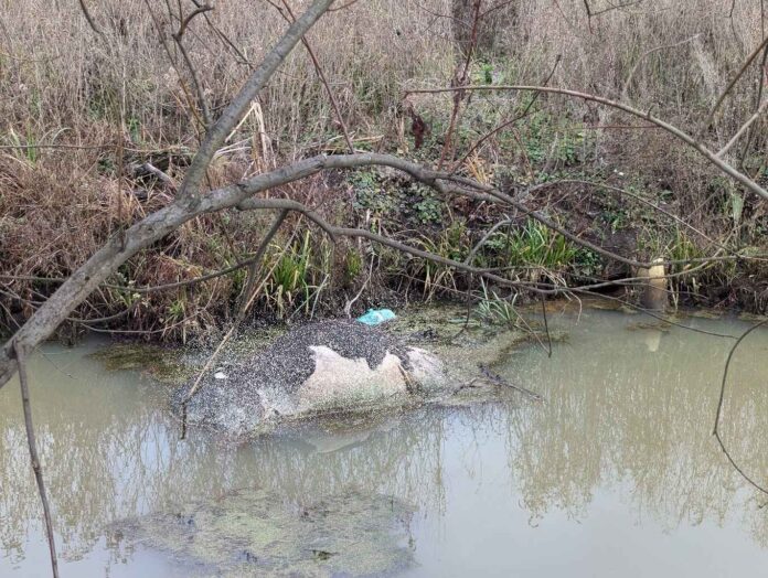 труп коровы (1)