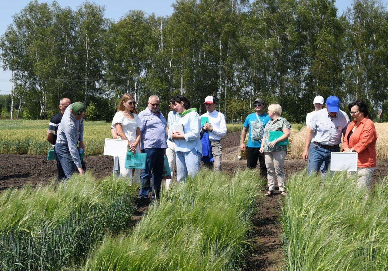 Новый зимостойкий сорт пшеницы вывели в Рязанской области Зерно пшеницы обладает отличными хлебопекарными характеристиками.
